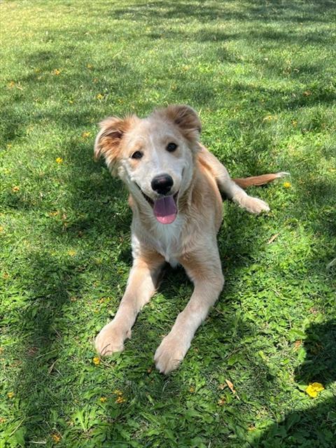 LOLY, Adoptable, Young Female Terrier & Mixed Breed.