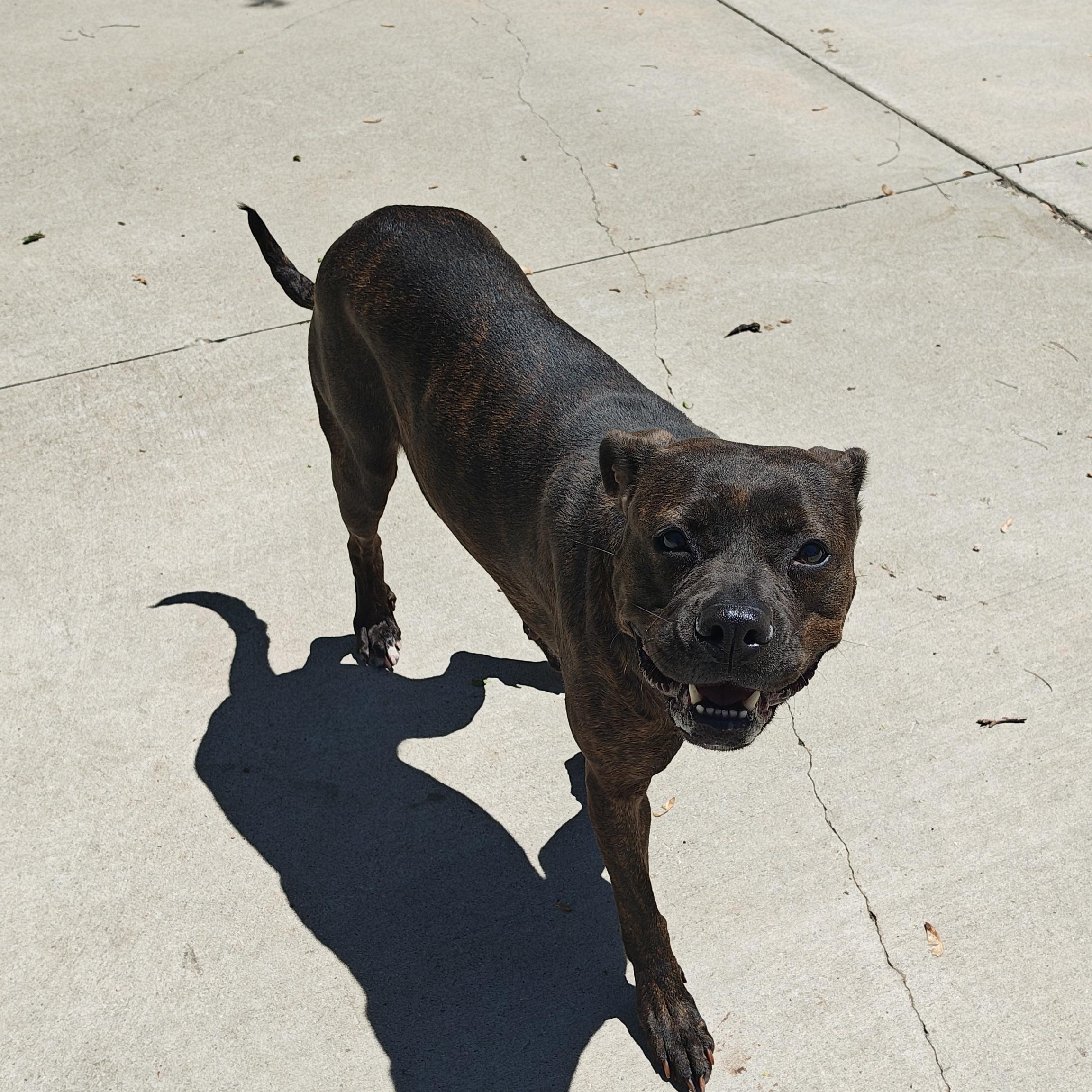 Enlarge Harleigh, a Adoptable Mixed Breed in Mount Pleasant, MI image 5/5