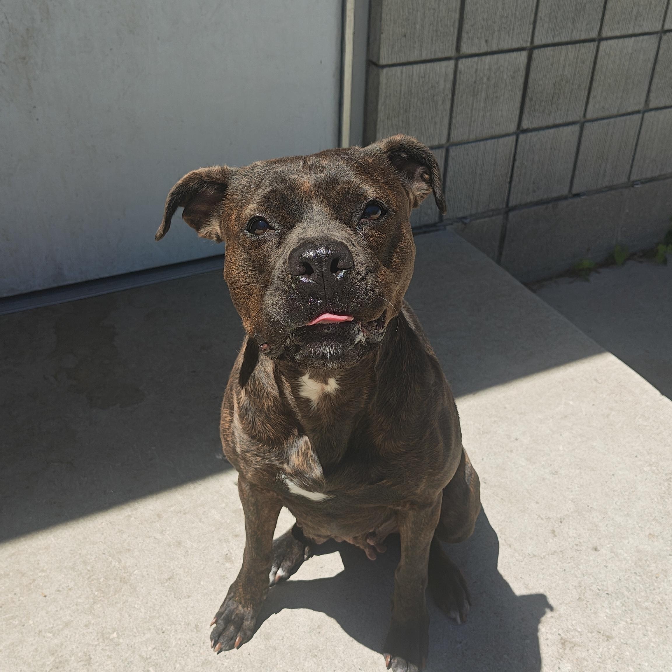 Harleigh, Adoptable, Adult Female Mixed Breed.