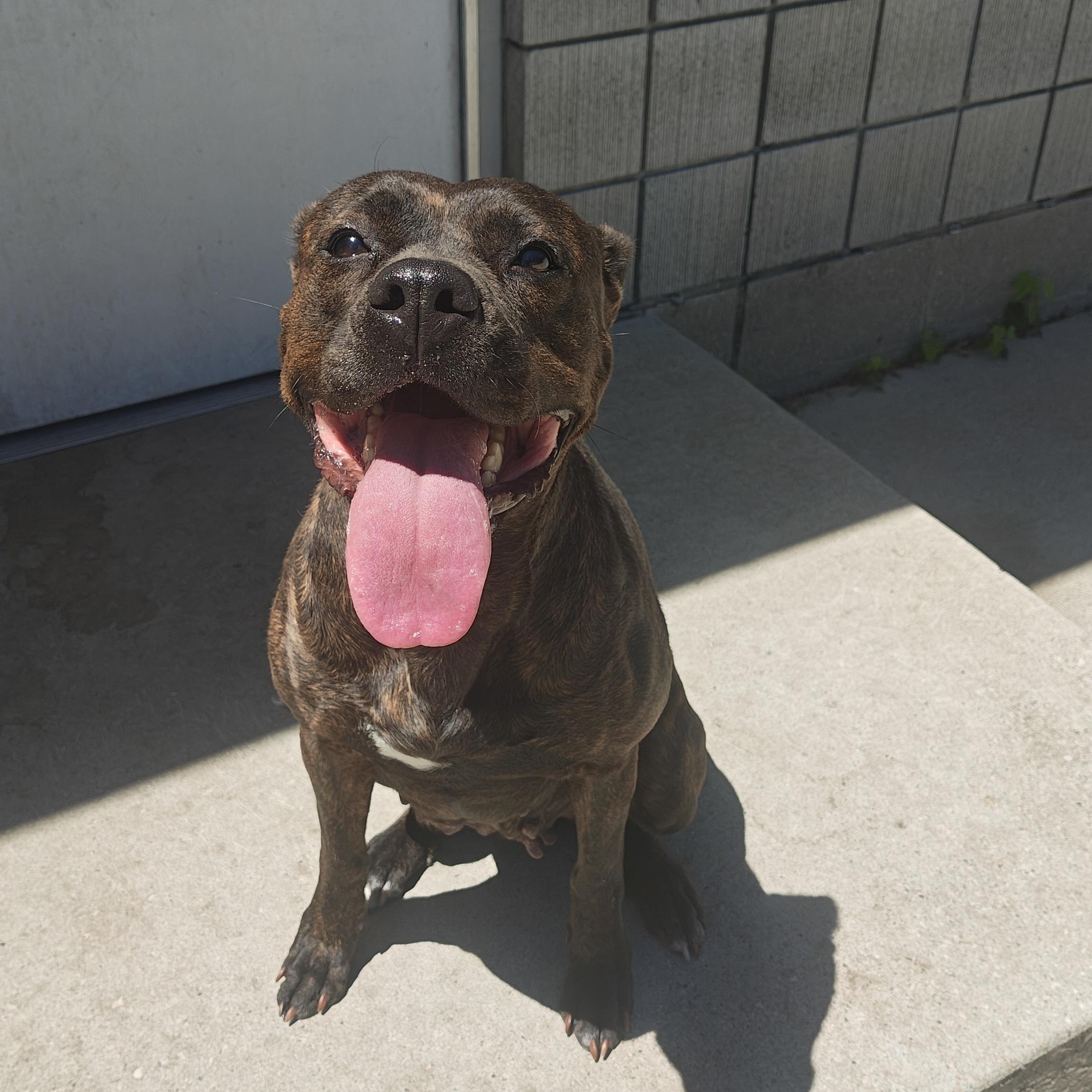 Enlarge Harleigh, a Adoptable Mixed Breed in Mount Pleasant, MI image 3/5