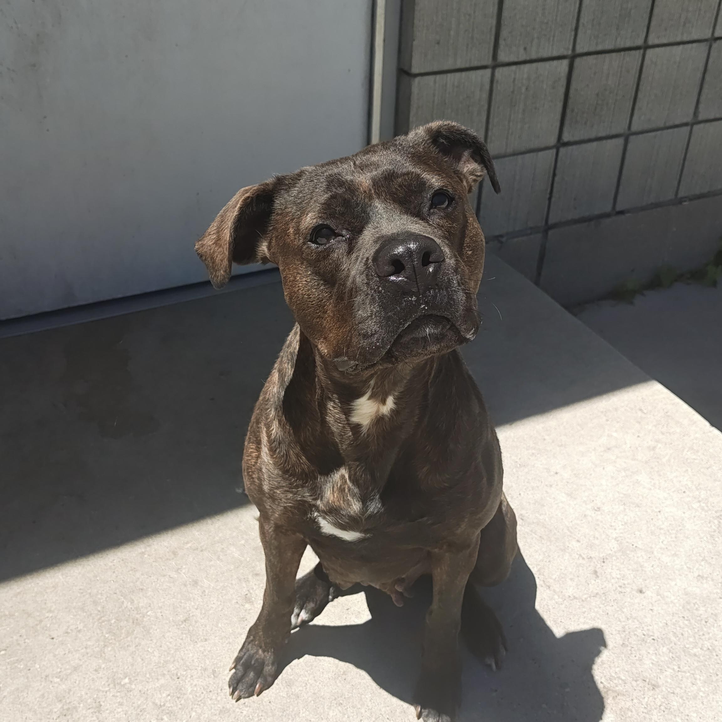 Enlarge Harleigh, a Adoptable Mixed Breed in Mount Pleasant, MI image 2/5