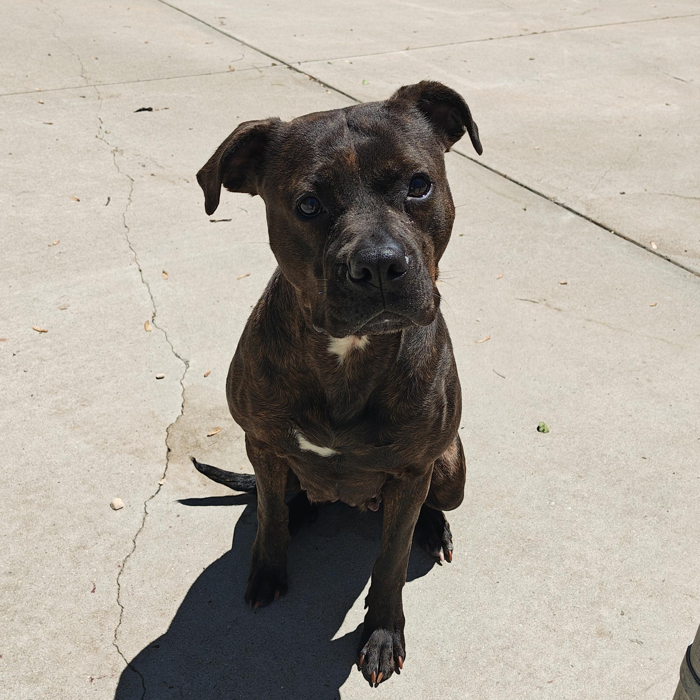Enlarge Harleigh, a Adoptable Mixed Breed in Mount Pleasant, MI image 4/5