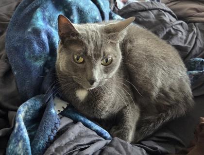 Enlarge Blue (in foster), a Adoptable mixed breed in Fishers, IN image 1/3