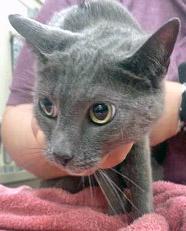 Blue (in foster) — thumbnail 2