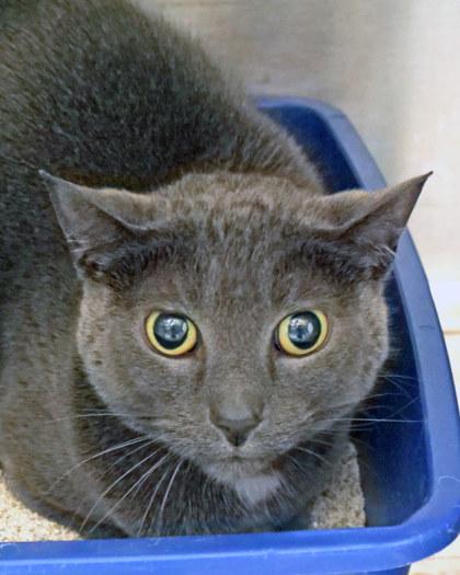 Blue (in foster) — thumbnail 3