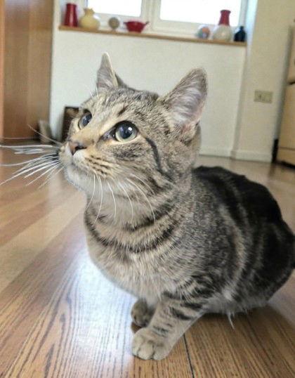 Enlarge Churo, a Adopted Domestic Short Hair in Sullivan, IN image 1/1