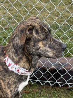 Percy, a ADOPTABLE Mixed Breed in Hamilton, MT image 1/3
