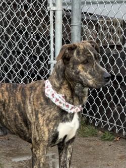 Percy, a ADOPTABLE Mixed Breed in Hamilton, MT image 2/3