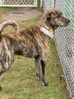 Percy, a ADOPTABLE Mixed Breed in Hamilton, MT image 3/3