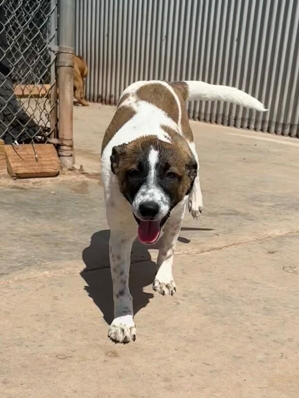 Enlarge Muffin, a Adoptable Mixed Breed in Hobbs, NM image 1/6