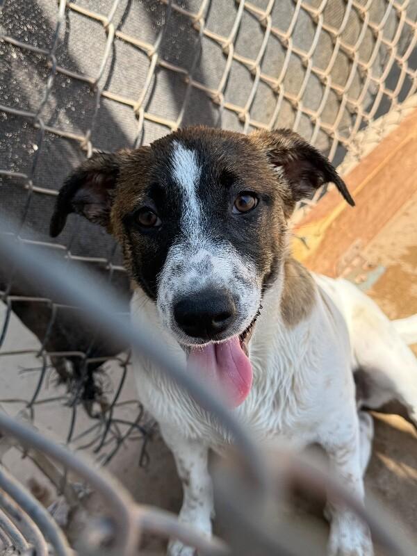 Enlarge Muffin, a Adoptable Mixed Breed in Hobbs, NM image 3/6