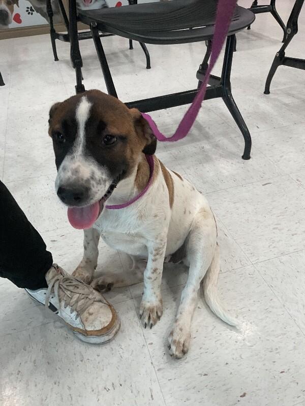 Enlarge Muffin, a Adoptable Mixed Breed in Hobbs, NM image 4/6