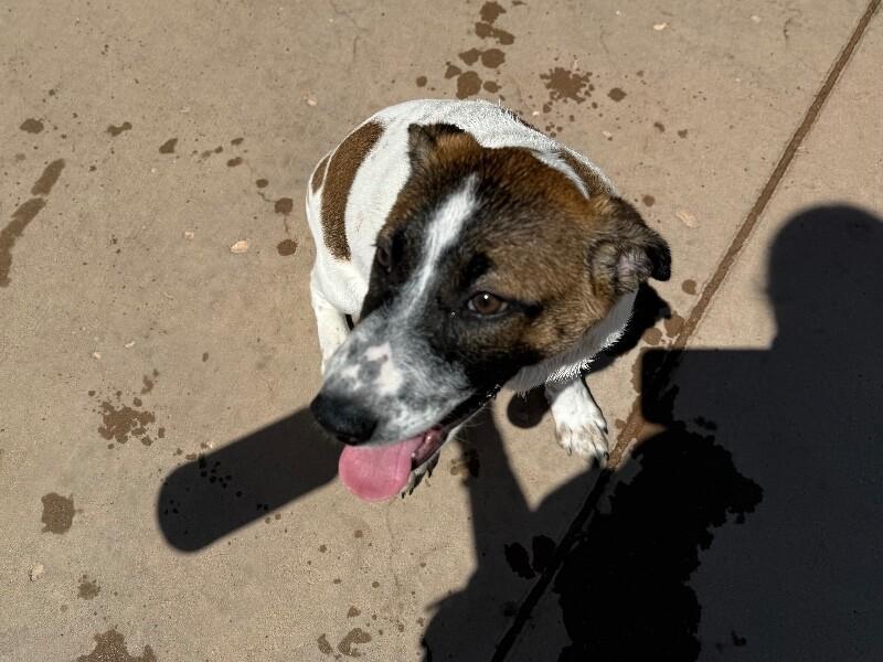 Enlarge Muffin, a Adoptable Mixed Breed in Hobbs, NM image 5/6