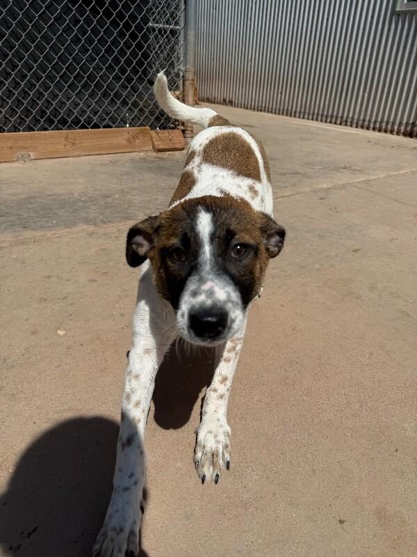 Enlarge Muffin, a Adoptable Mixed Breed in Hobbs, NM image 6/6