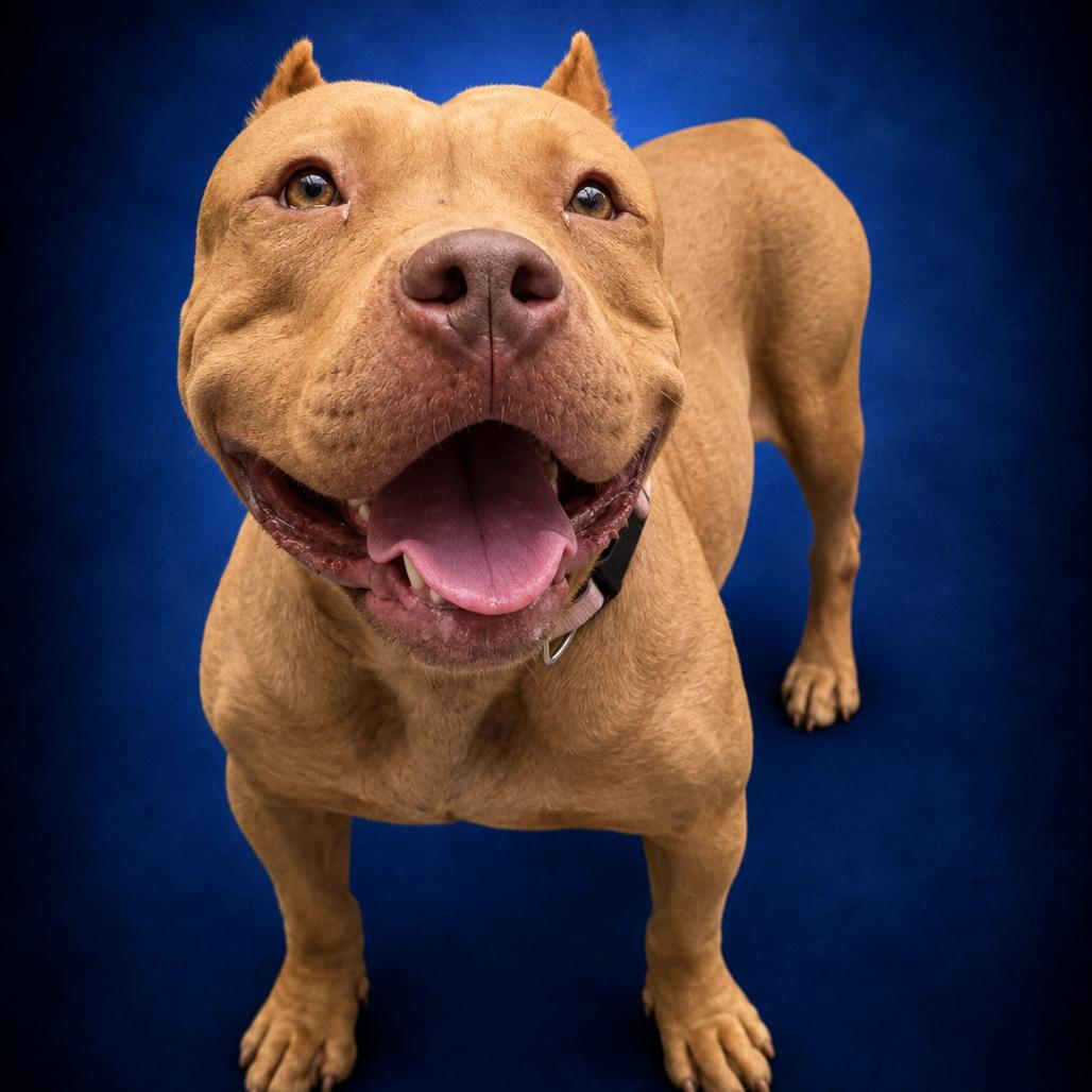 Enlarge Cupcake, a Adoptable mixed breed in Newport, TN image 1/2