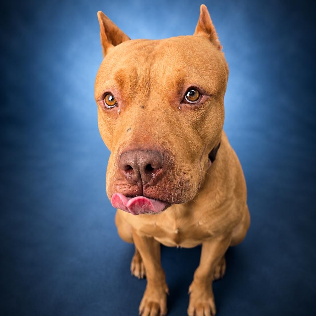 Enlarge Cupcake, a Adoptable mixed breed in Newport, TN image 2/2