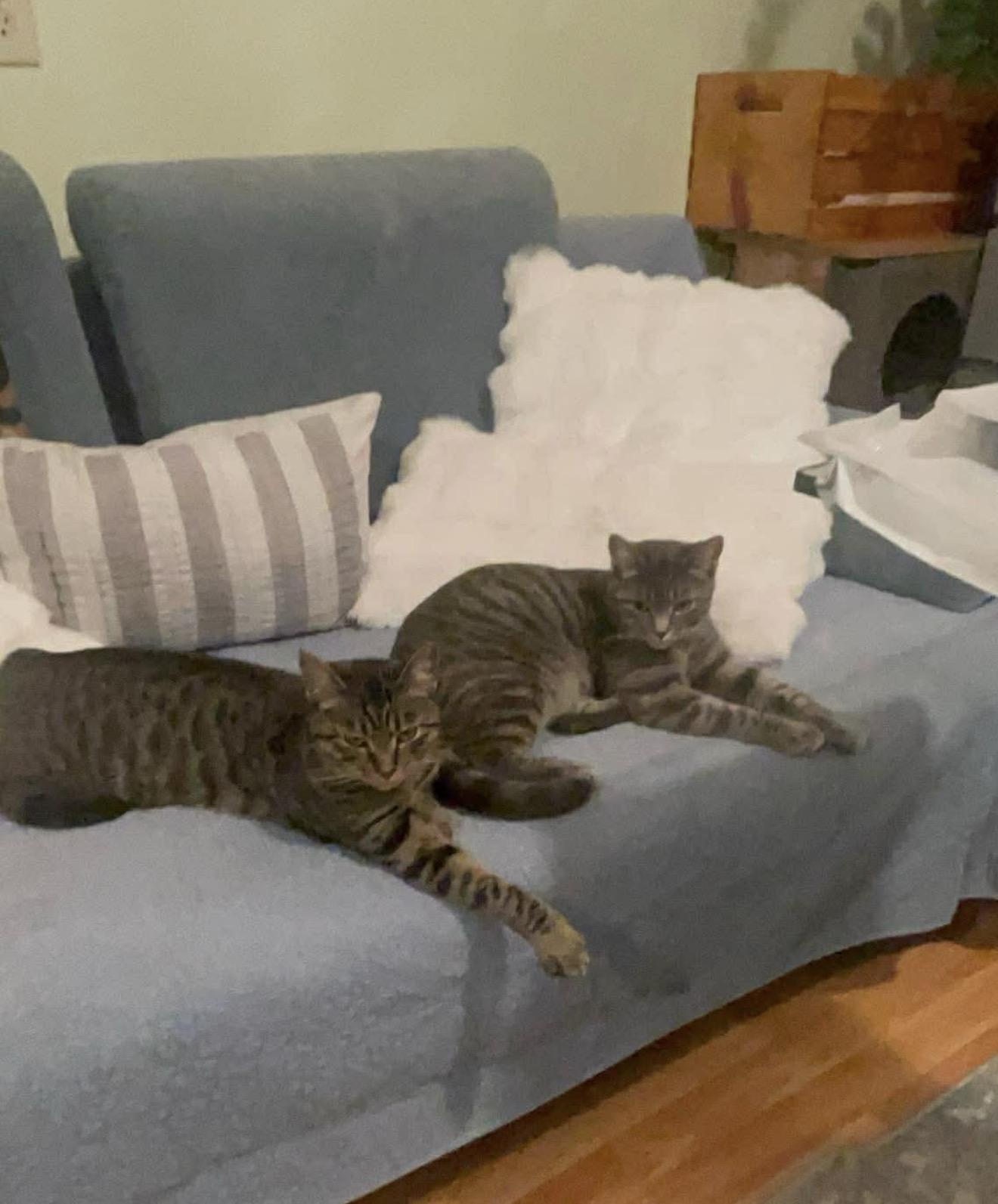 Enlarge Bonded sisters Nova and Marina , a Adoptable Domestic Short Hair in Brooklyn , NY image 4/6