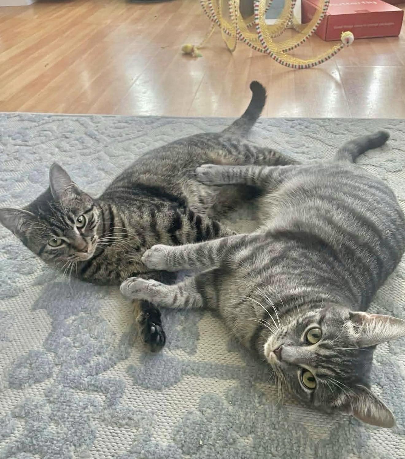Bonded sisters Nova and Marina , Adoptable, Kitten Female Domestic Short Hair.