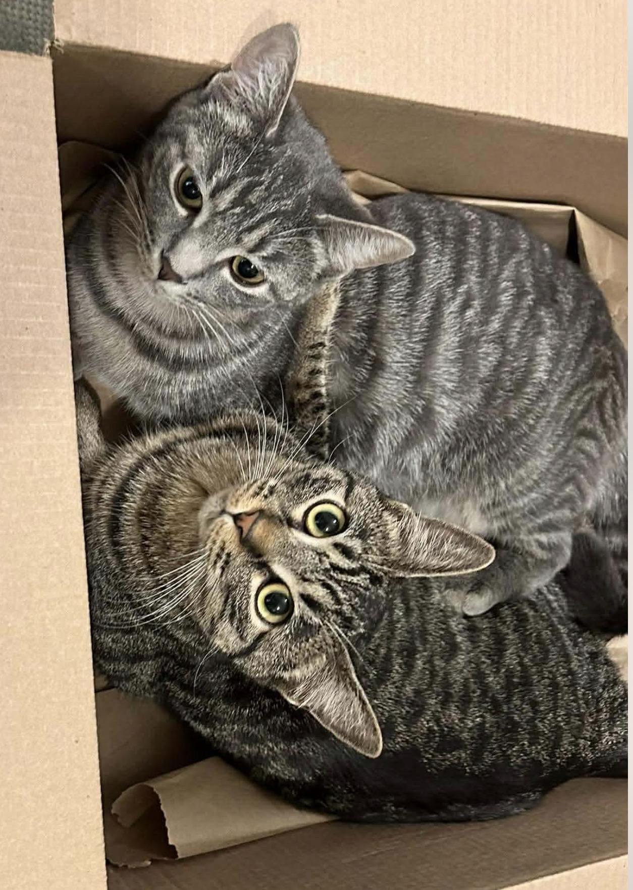 Enlarge Bonded sisters Nova and Marina , a Adoptable Domestic Short Hair in Brooklyn , NY image 5/6