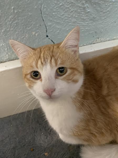 Gus, adopted, Young Male American Shorthair.