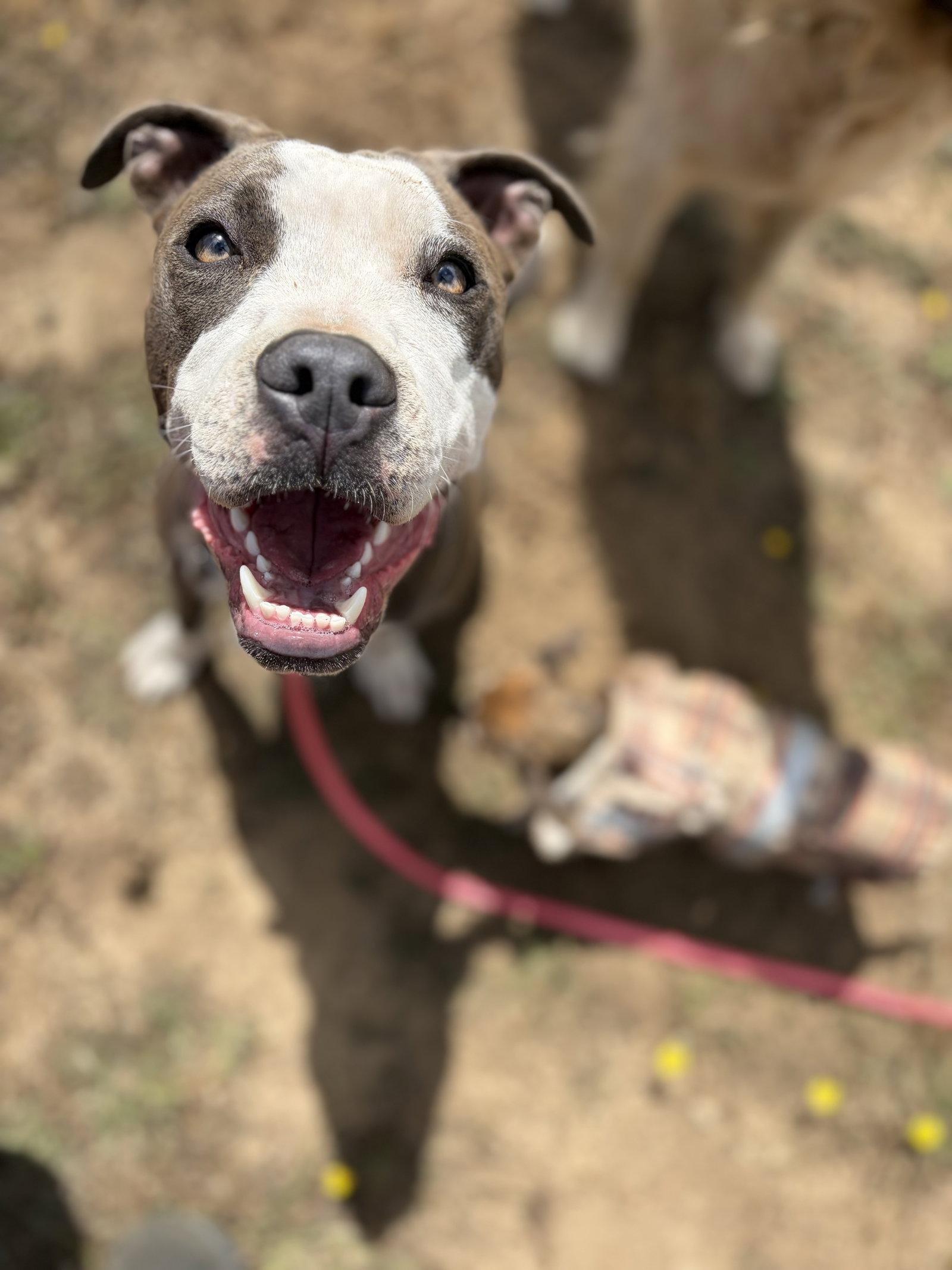 Enlarge Porsche, a Adoptable mixed breed in San Francisco, CA image 1/3