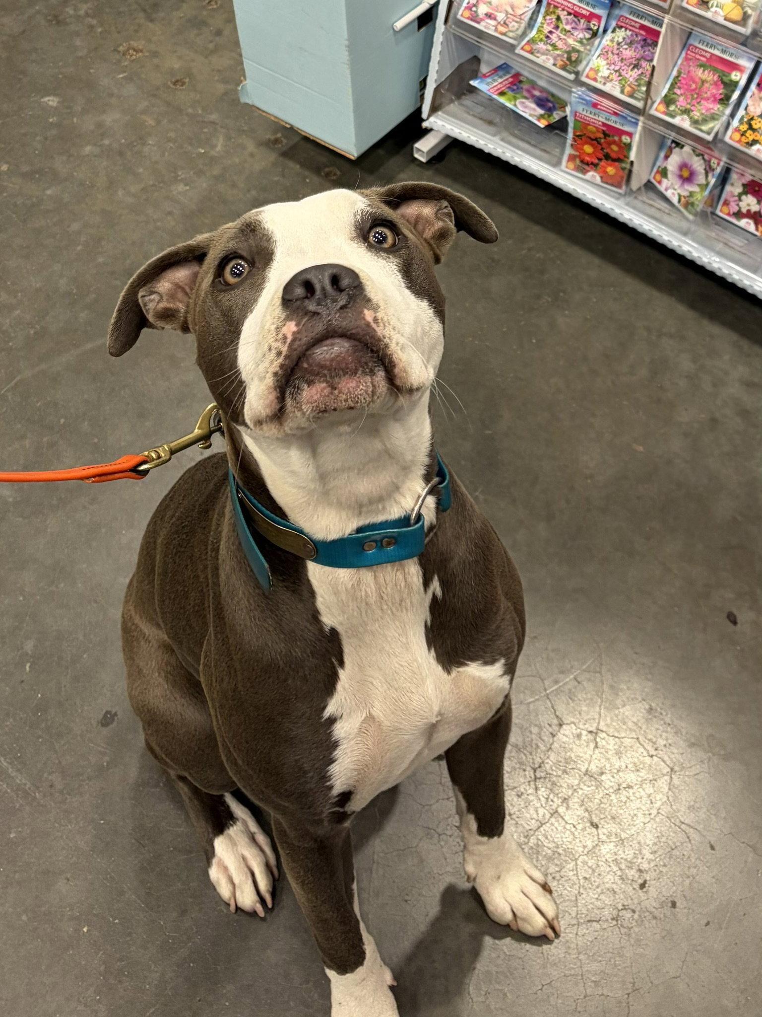 Enlarge Porsche, a Adoptable mixed breed in San Francisco, CA image 2/3
