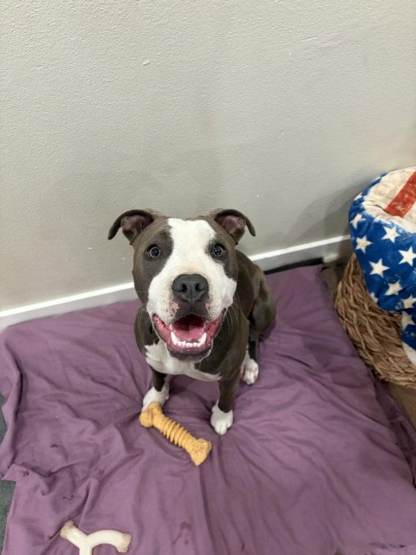 Enlarge Porsche, a Adoptable mixed breed in San Francisco, CA image 3/3