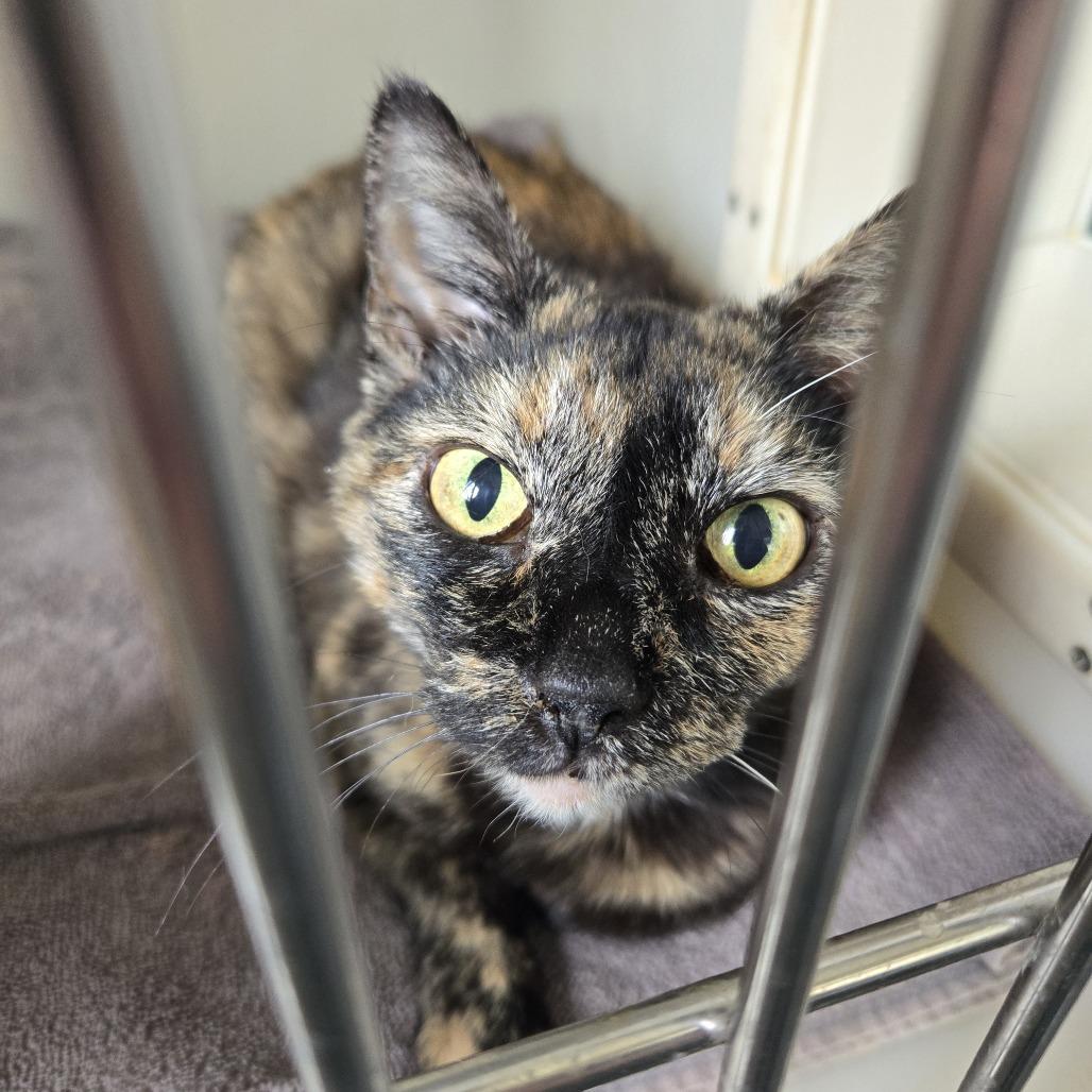 Arizona 26-187, Adoptable, Adult Female Domestic Short Hair.