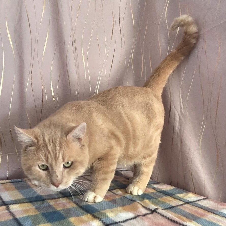 Meow Meow, a Adoptable Domestic Short Hair in Bennington, VT image 1/5