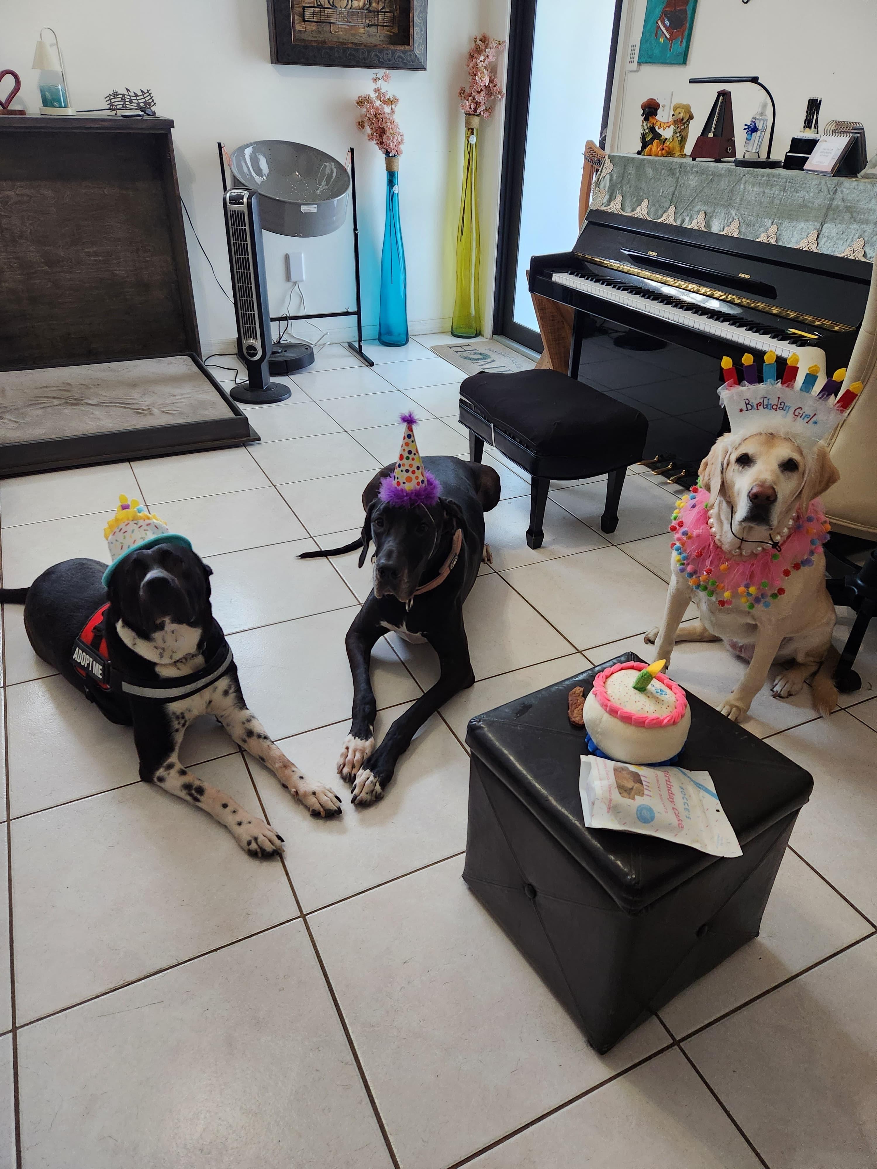 Enlarge Minnie, an adoptable mixed breed in melbourne, FL image 5/6