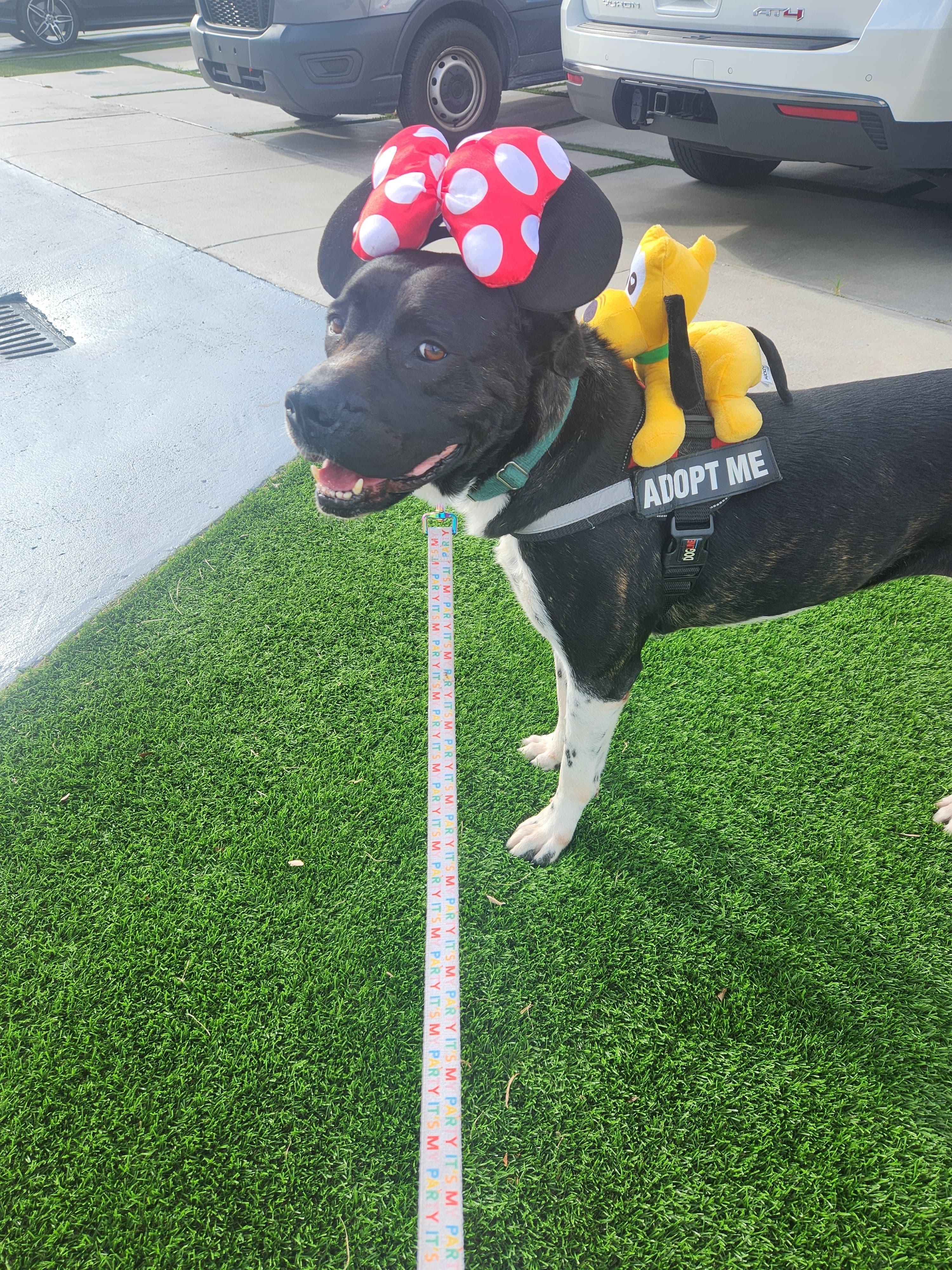 Enlarge Minnie, an adoptable mixed breed in melbourne, FL image 2/6