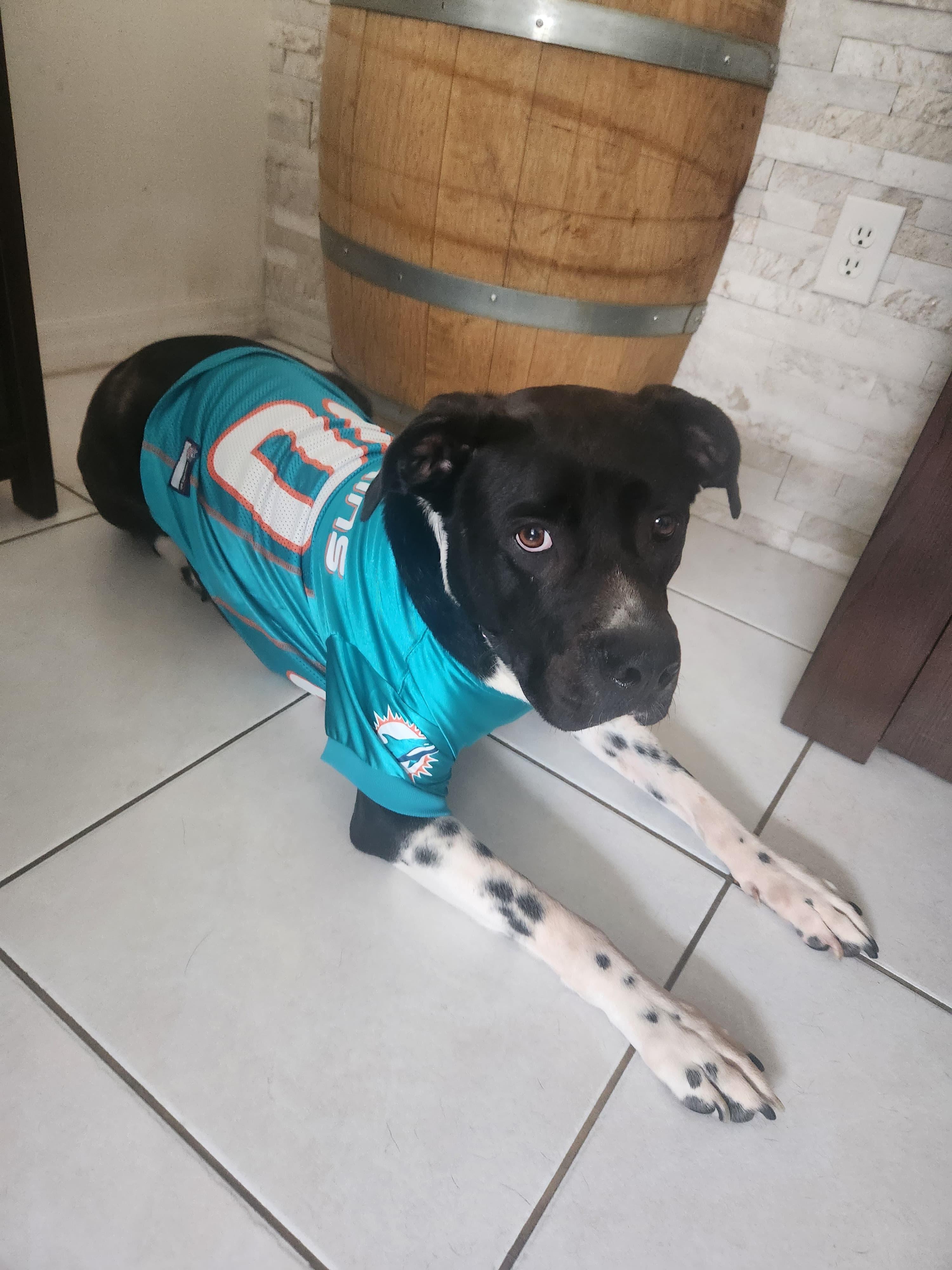 Enlarge Minnie, an adoptable mixed breed in melbourne, FL image 6/6