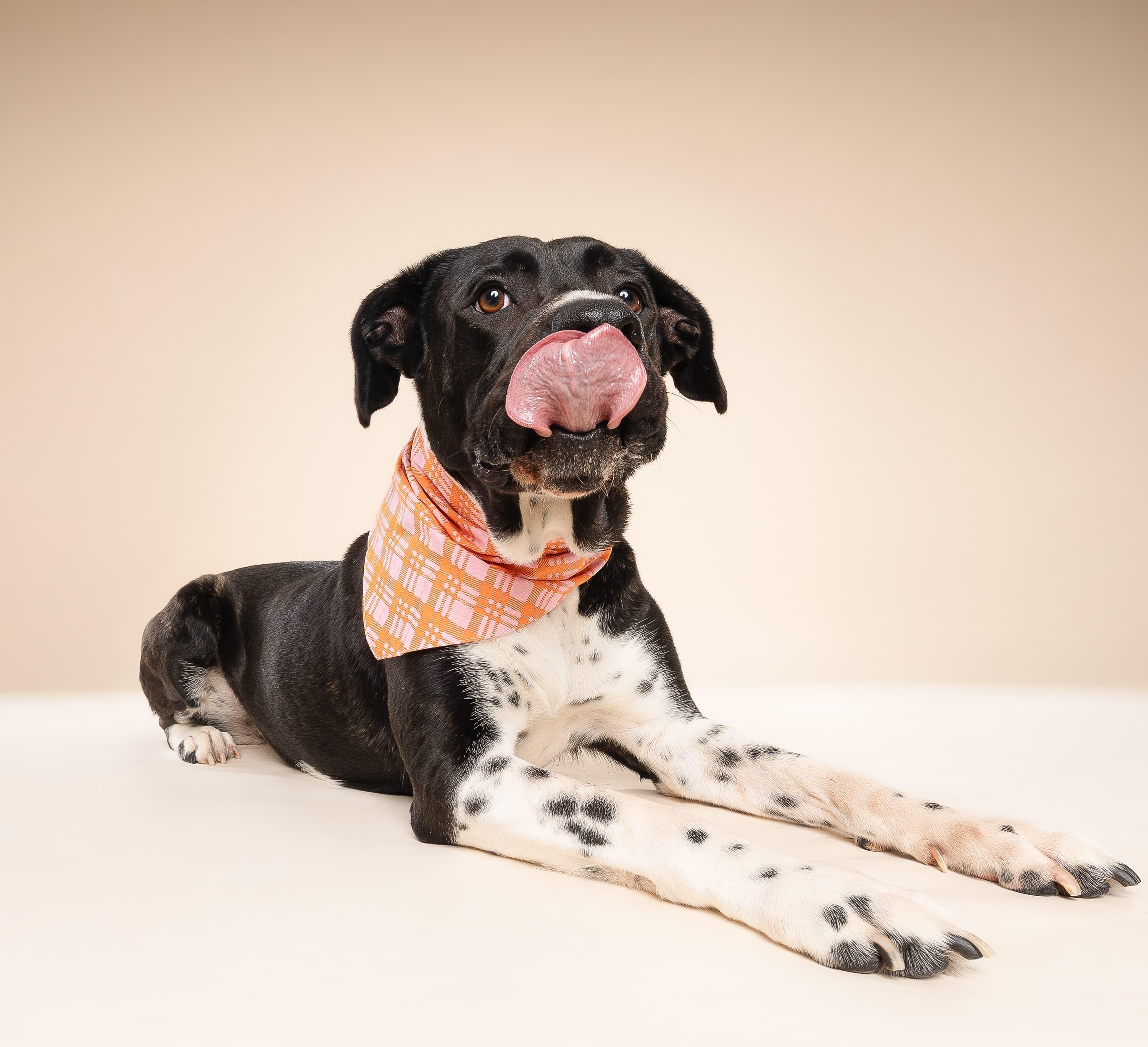 Minnie, adoptable, Young Female Terrier.