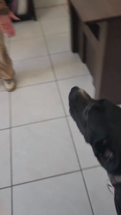 Enlarge Minnie, an adoptable mixed breed in melbourne, FL video 4/6