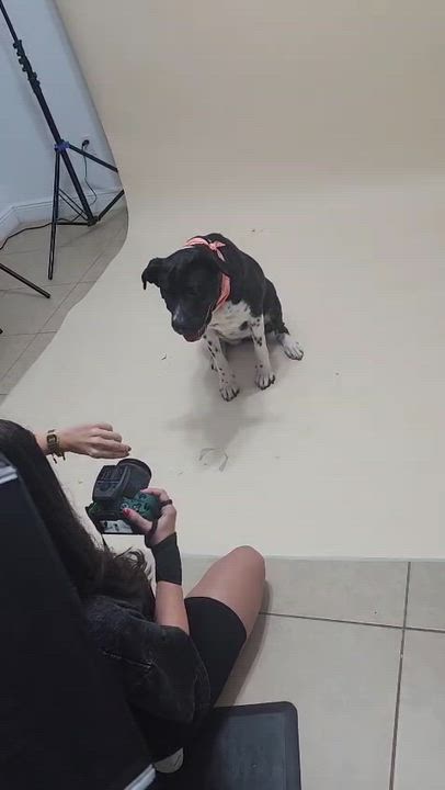 Enlarge Minnie, an adoptable mixed breed in melbourne, FL video 3/6