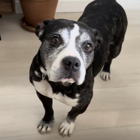 Joy, a ADOPTABLE mixed breed in Burbank, CA image 3/6