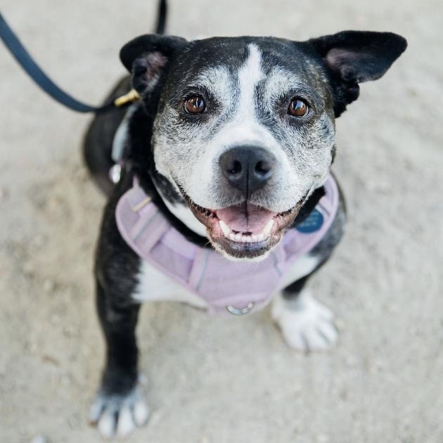 Enlarge Joy, a ADOPTABLE mixed breed in Burbank, CA image 1/6