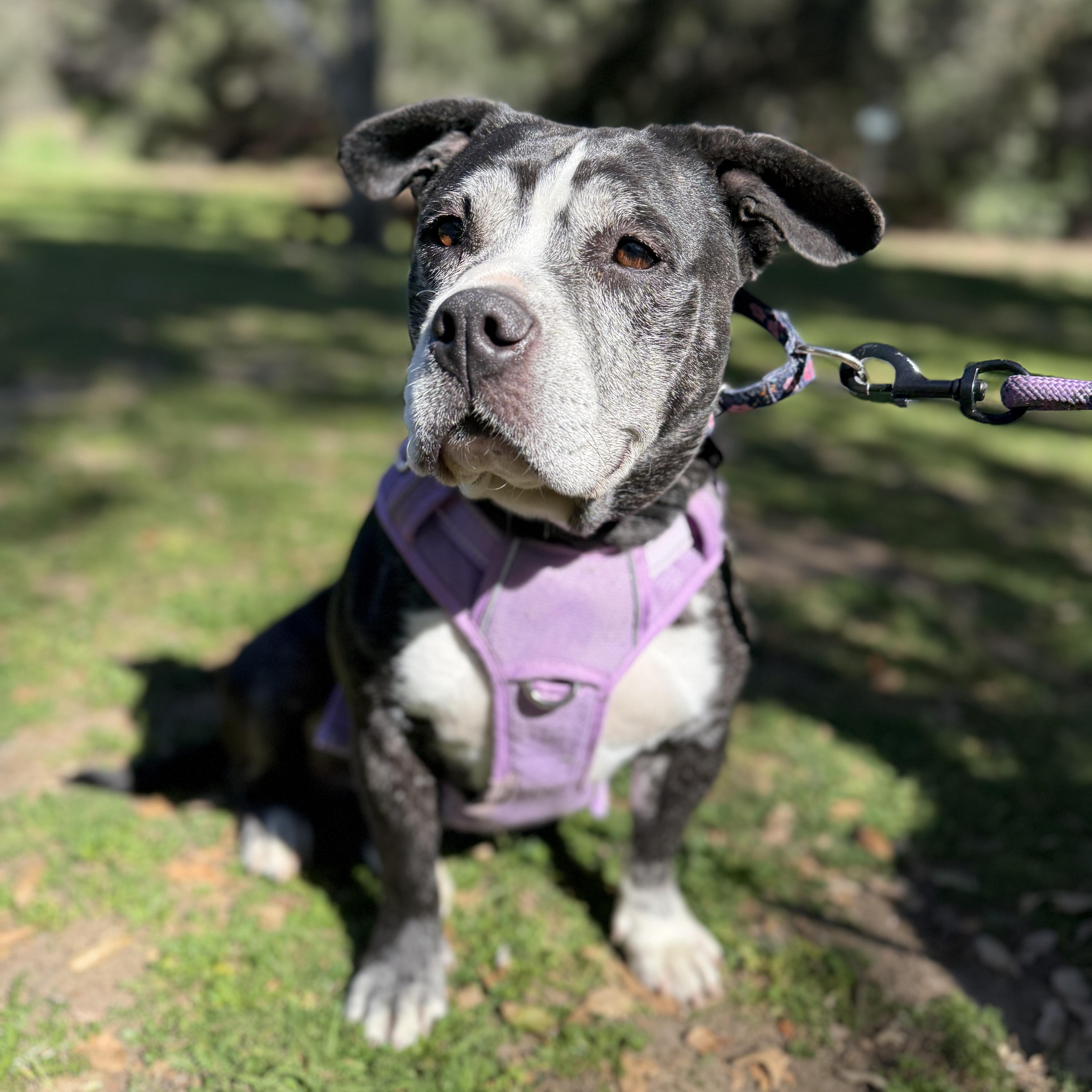Joy, a ADOPTABLE mixed breed in Burbank, CA image 4/6