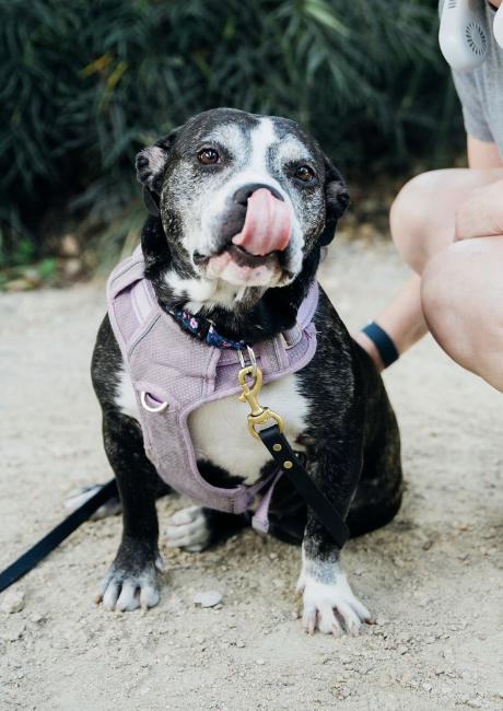 Enlarge Joy, a ADOPTABLE mixed breed in Burbank, CA image 2/6