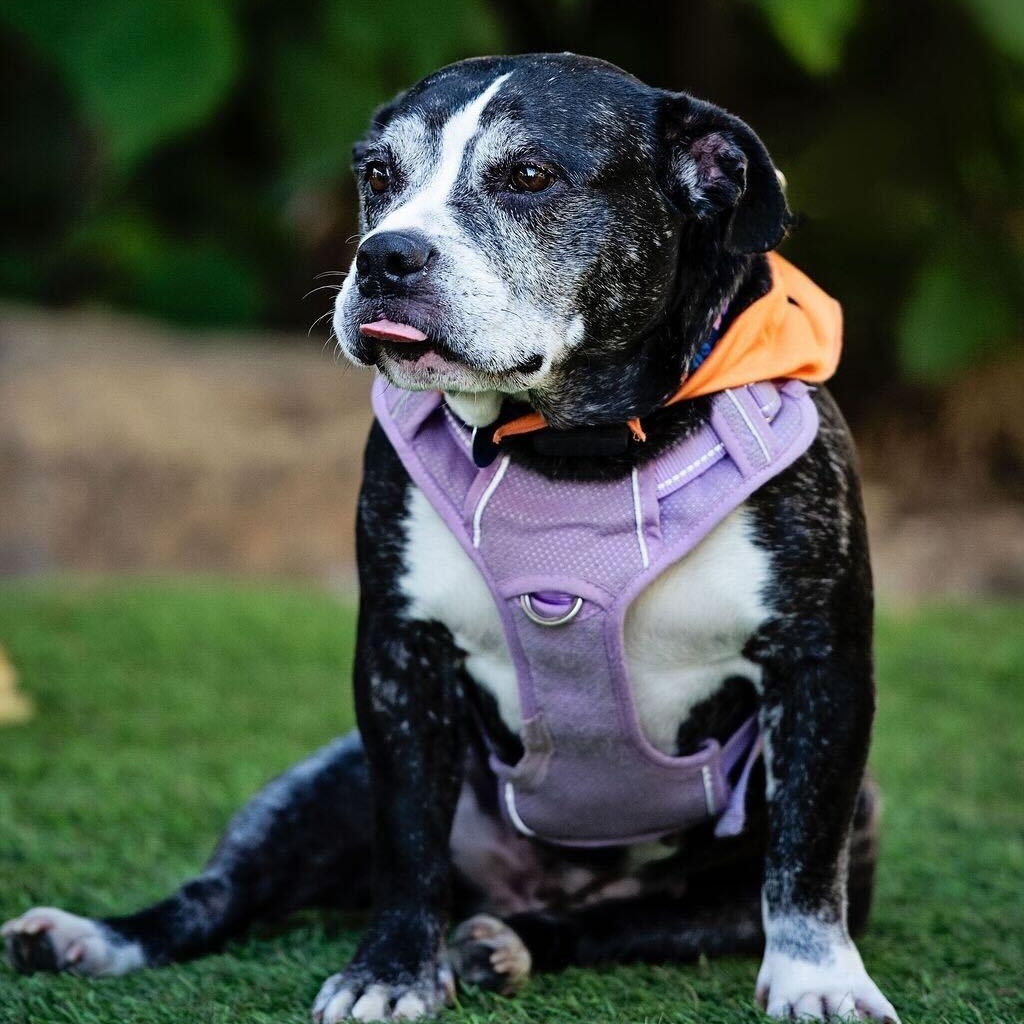 Enlarge Joy, a ADOPTABLE mixed breed in Burbank, CA image 5/6