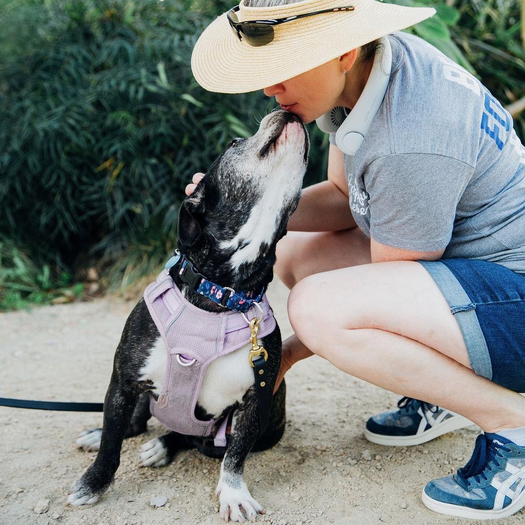 Enlarge Joy, a ADOPTABLE mixed breed in Burbank, CA image 3/6