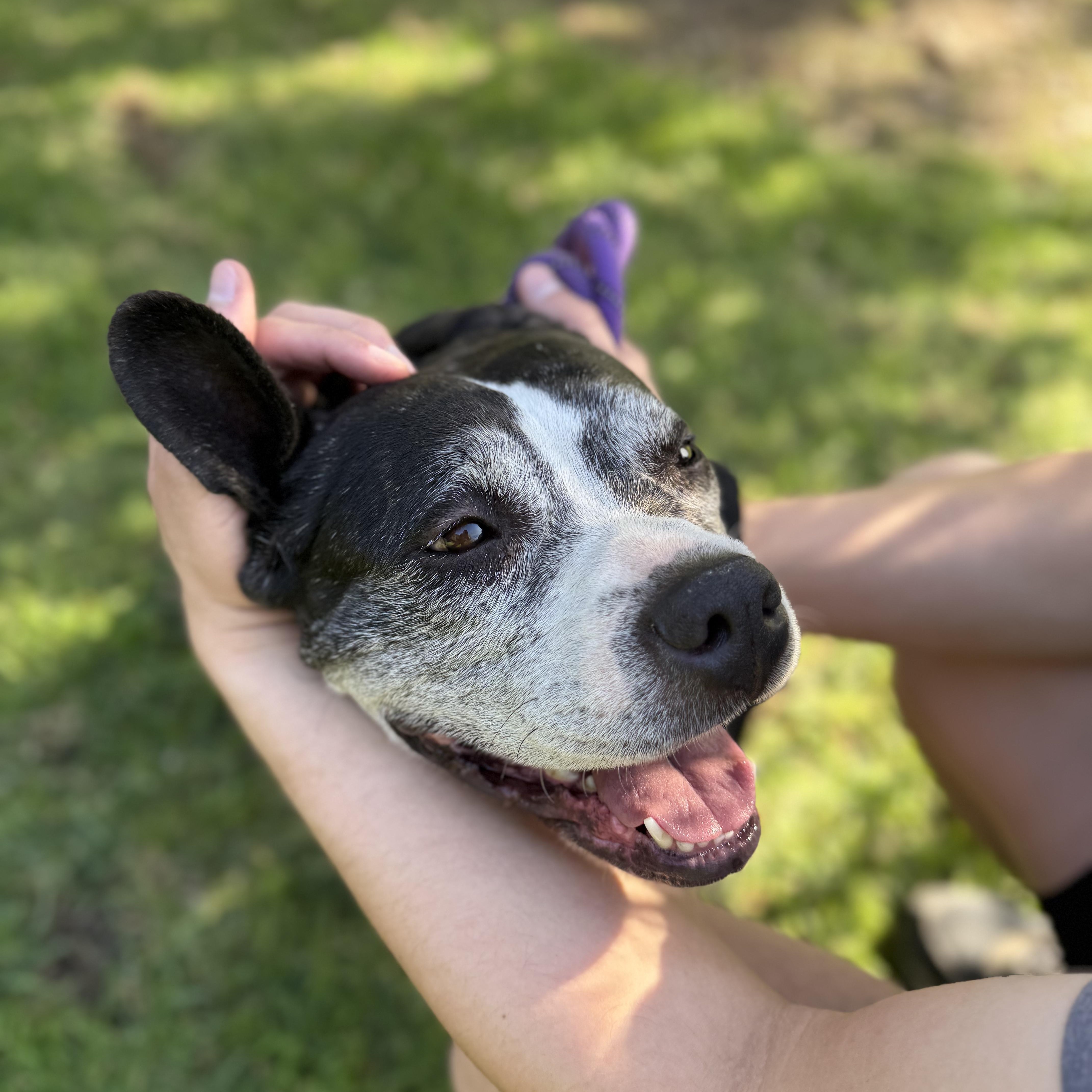 Joy, a ADOPTABLE mixed breed in Burbank, CA image 2/6