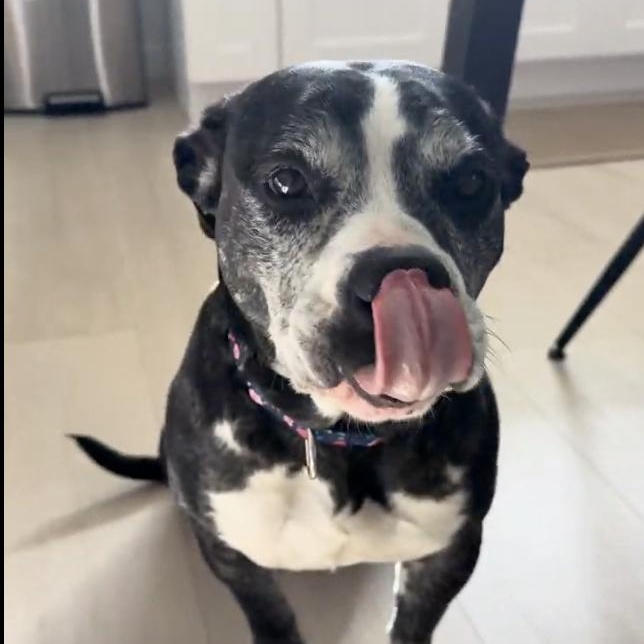 Joy, a ADOPTABLE mixed breed in Burbank, CA image 1/6