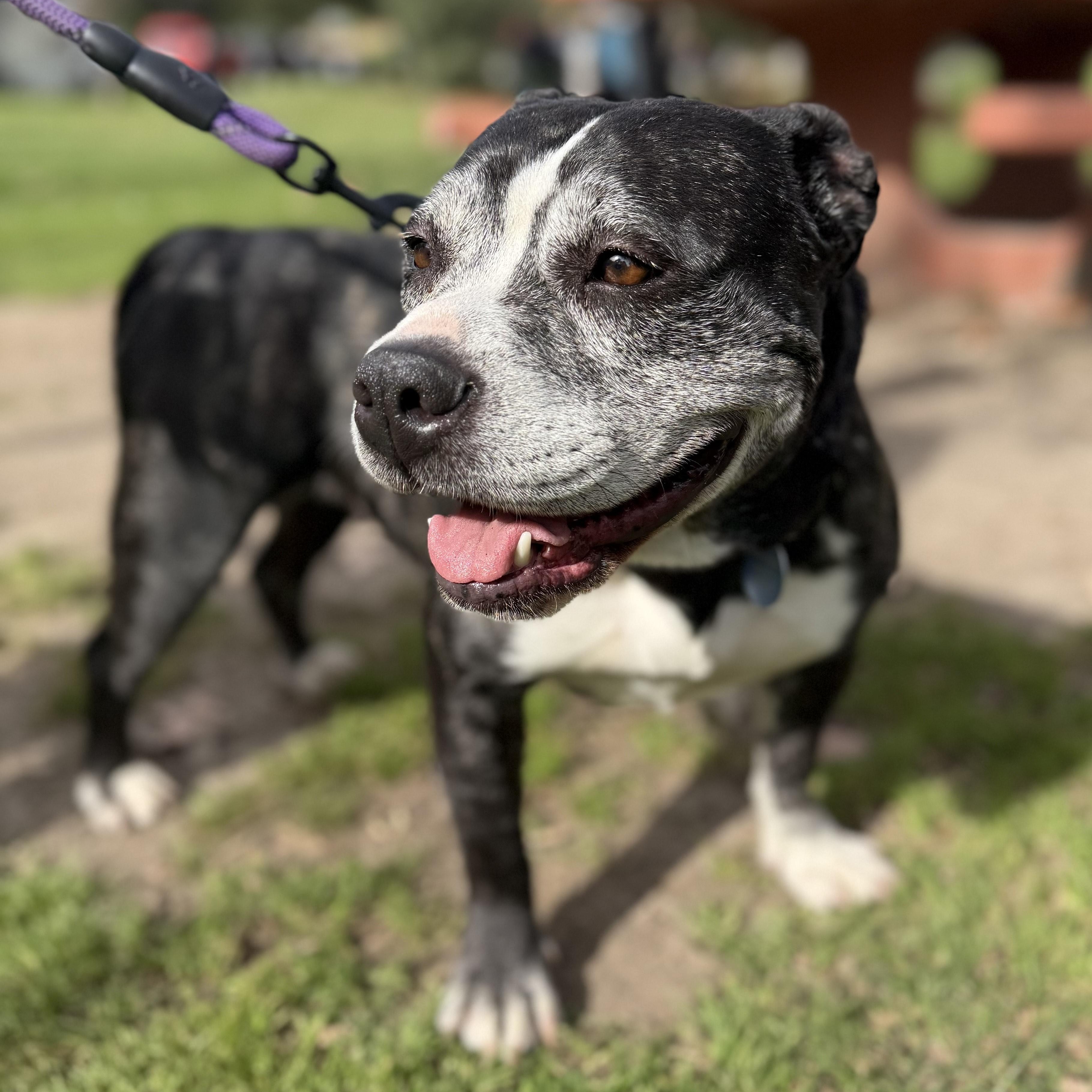Joy, a ADOPTABLE mixed breed in Burbank, CA image 6/6
