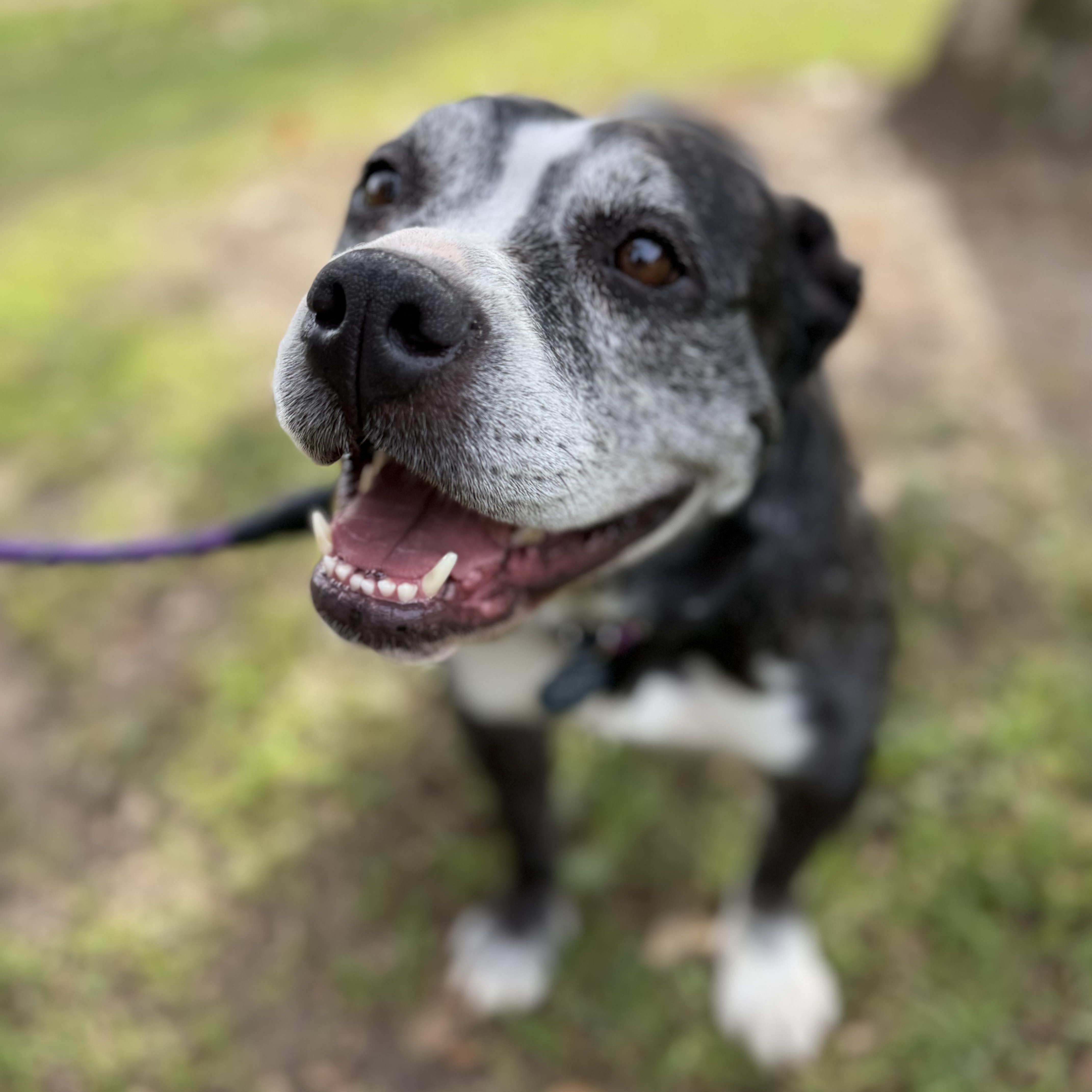 Joy, a ADOPTABLE mixed breed in Burbank, CA image 5/6