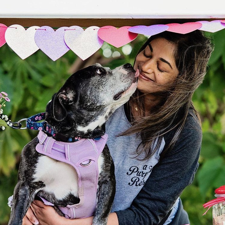Enlarge Joy, a ADOPTABLE mixed breed in Burbank, CA image 4/6