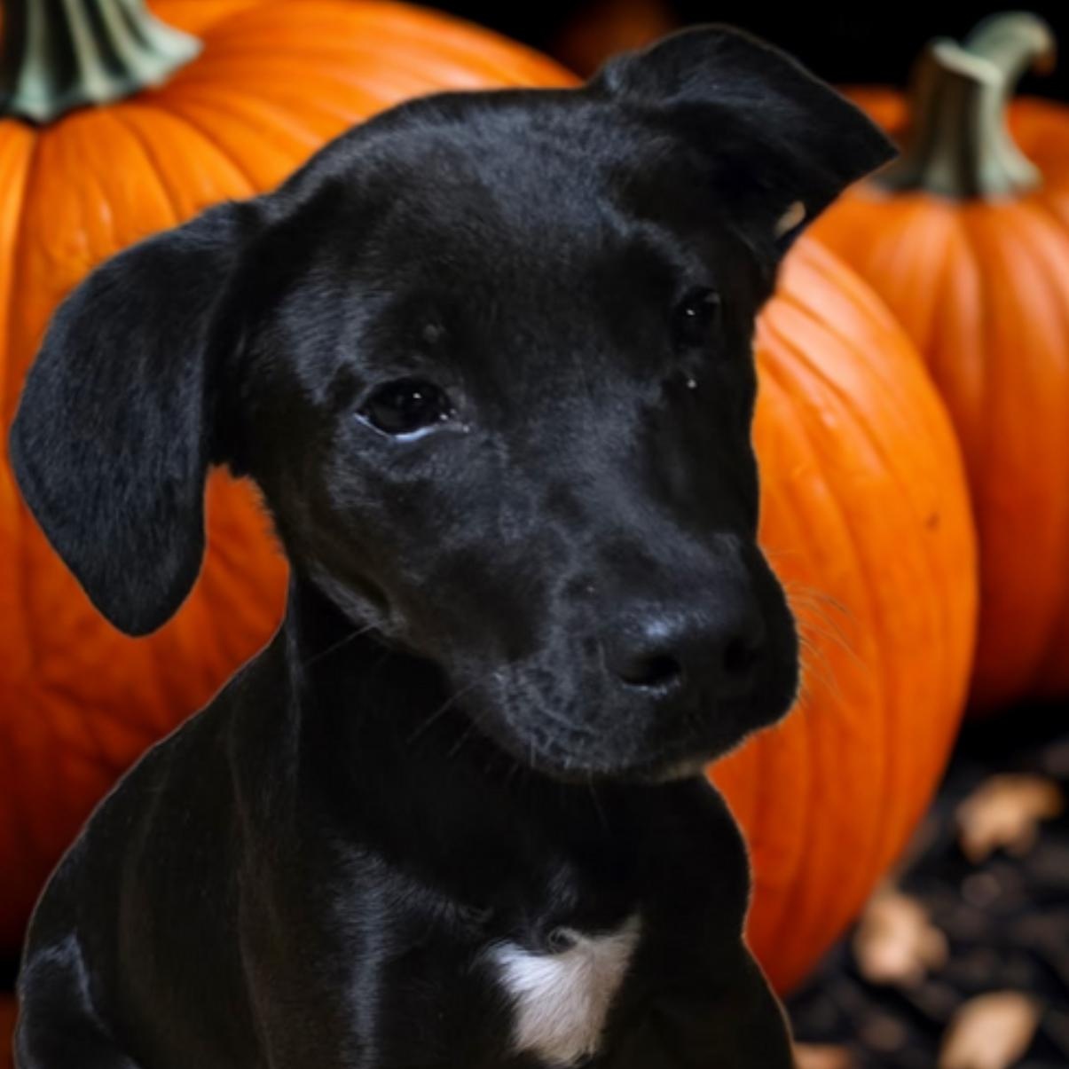 Ryder, Adoptable, Young Male Black Labrador Retriever.