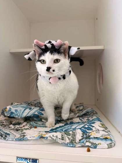 Marilyn Meowroe, Adoptable, Young Female Domestic Short Hair & Domestic Short Hair.