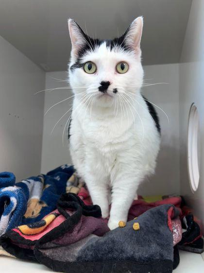 Enlarge Marilyn Meowroe, a Adoptable mixed breed in Manteo, NC image 2/3