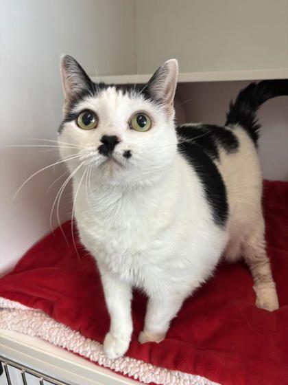 Enlarge Marilyn Meowroe, a Adoptable mixed breed in Manteo, NC image 3/3